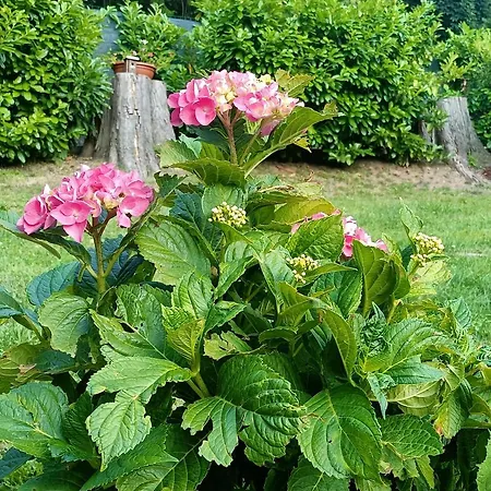 Il Ghiro